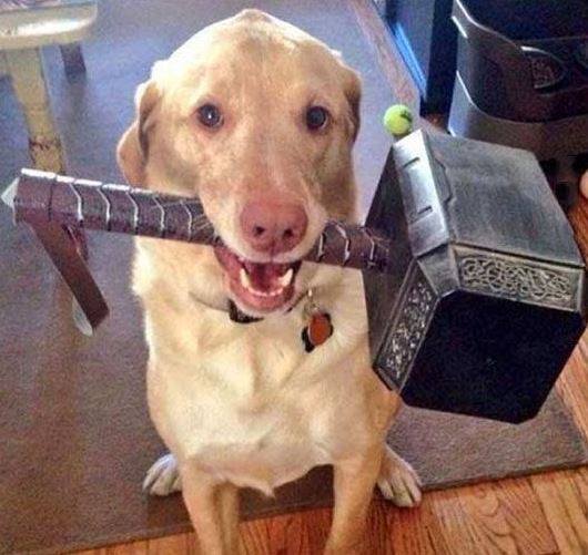 10552557_637270563077564_8498395281150955978_n