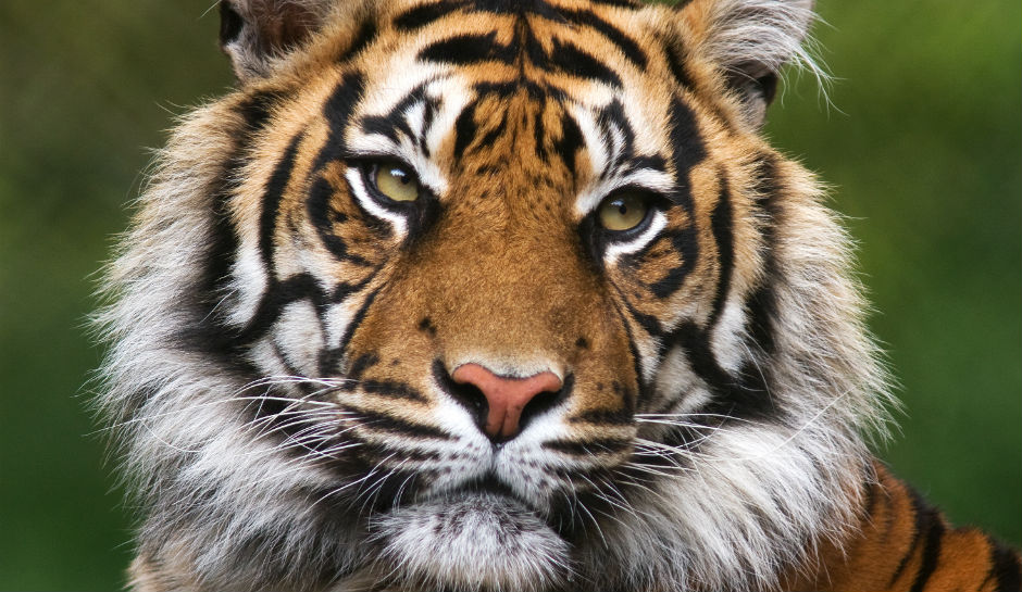 shiva-and-king-ezekiel-the-walking-dead